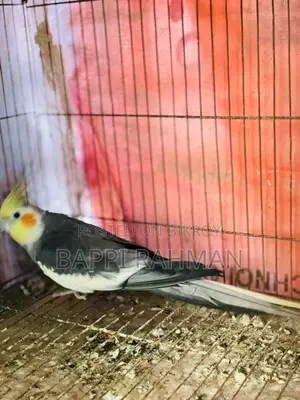 Cockatiel Bird