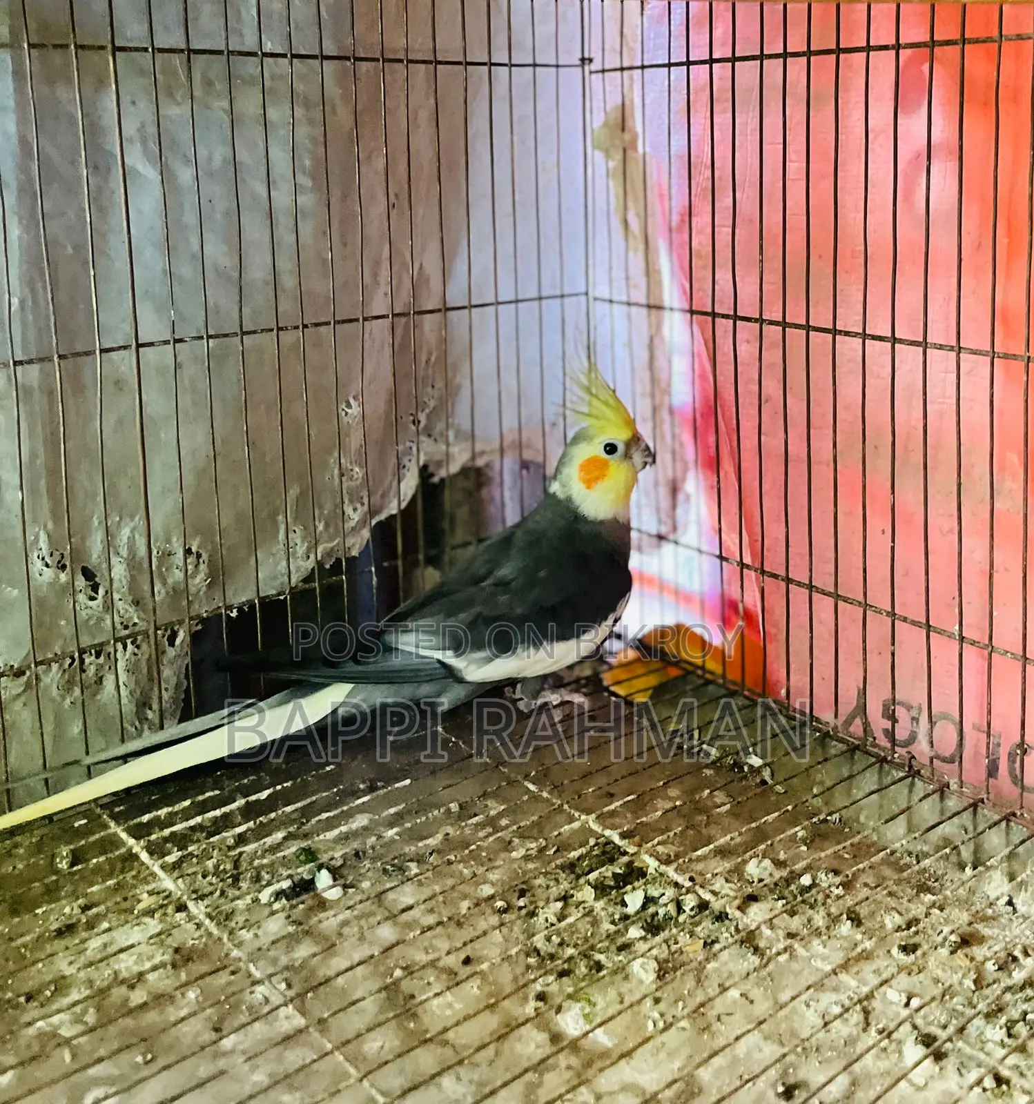 Cockatiel Bird