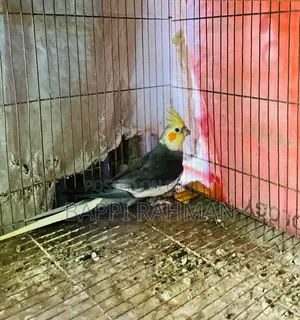 Cockatiel Bird