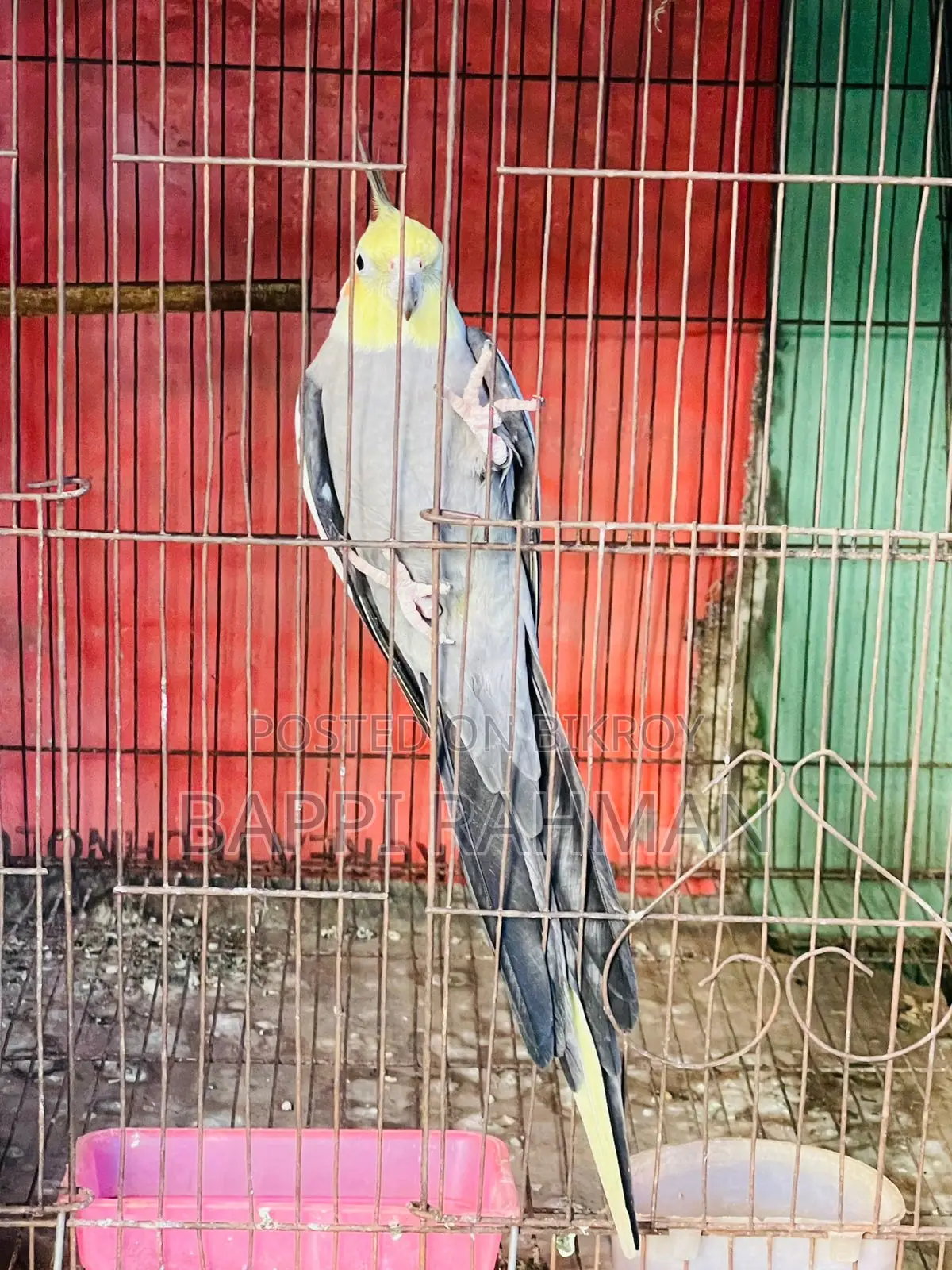Cockatiel Bird