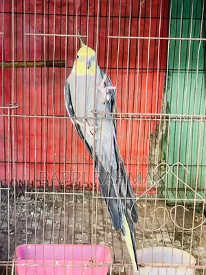 Cockatiel Bird