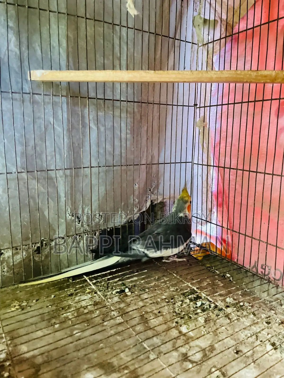 Cockatiel Bird