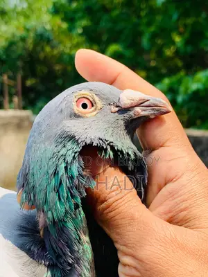 Racer Male Pigeon