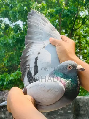 Racer Male Pigeon