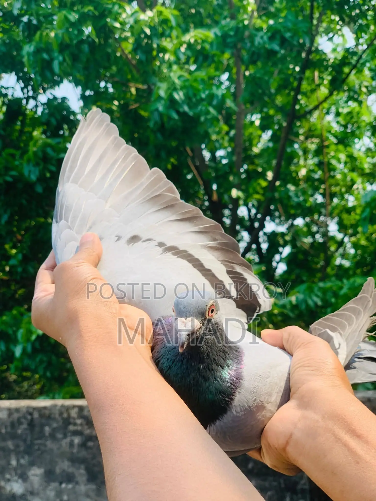 Racer Male Pigeon