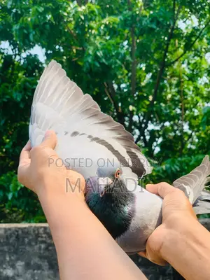 Racer Male Pigeon