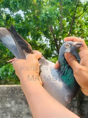 Racer Male Pigeon