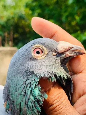 Racer Male Pigeon