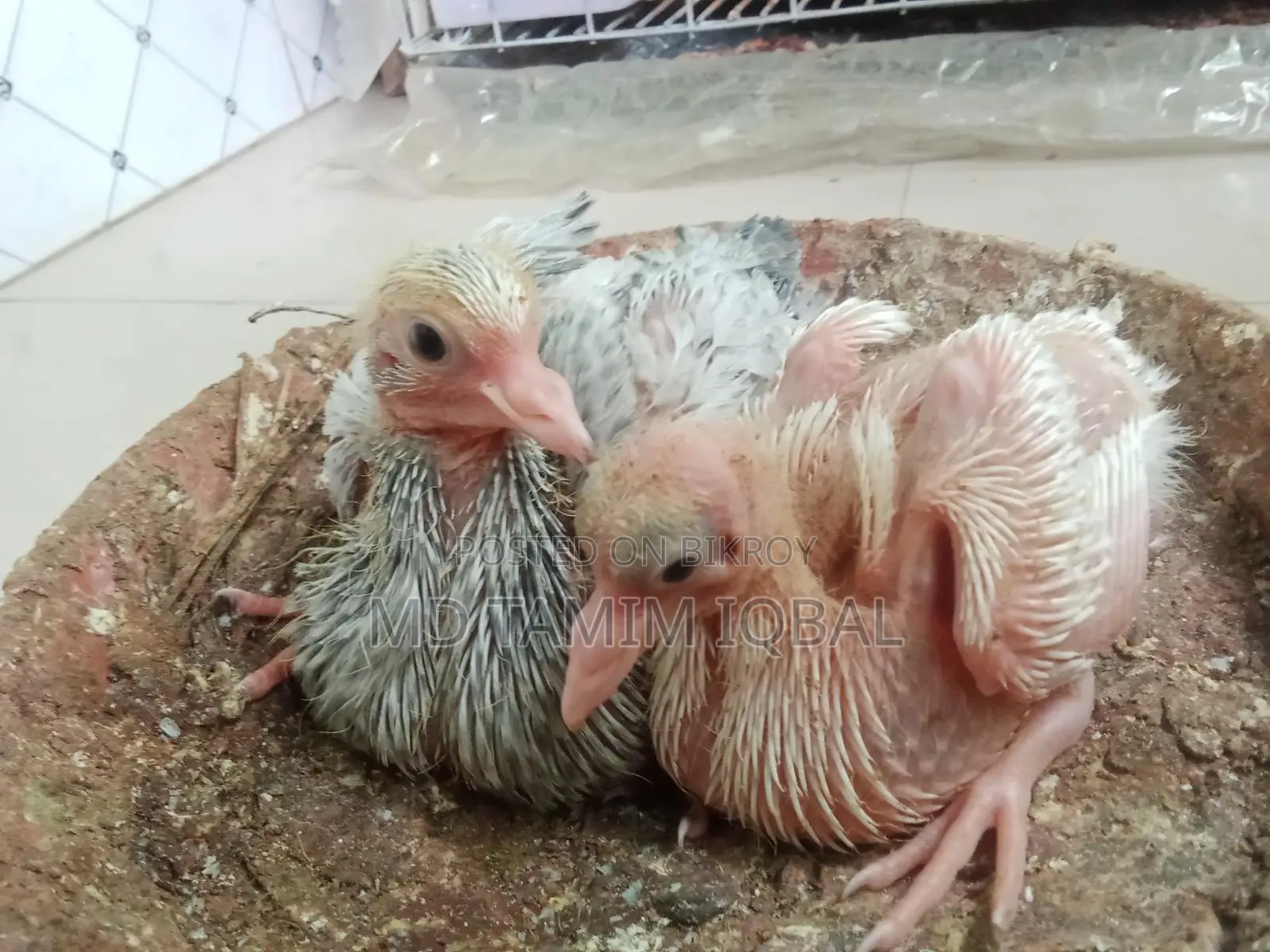 Pigeon Food, Chicks, and an Adult Male Dove