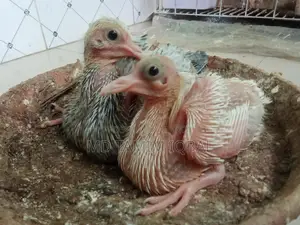 Pigeon Food, Chicks, and an Adult Male Dove