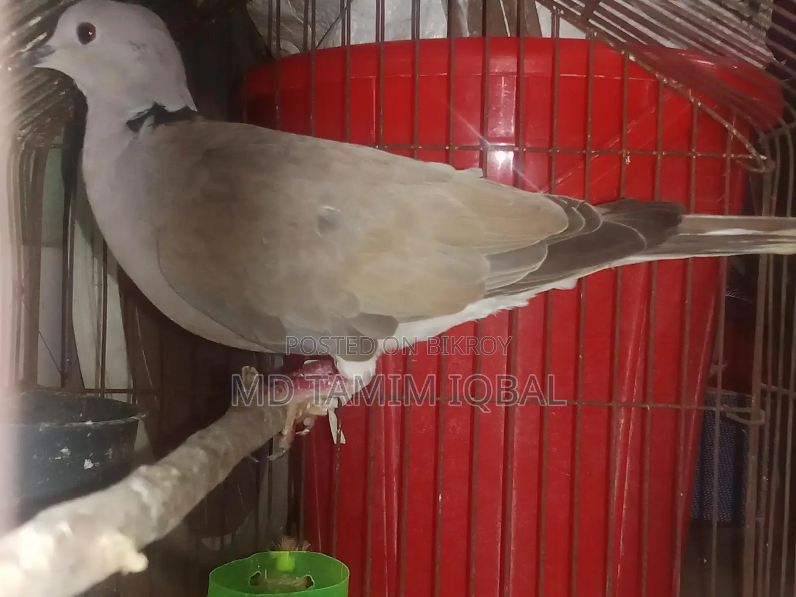 Pigeon Food, Chicks, and an Adult Male Dove