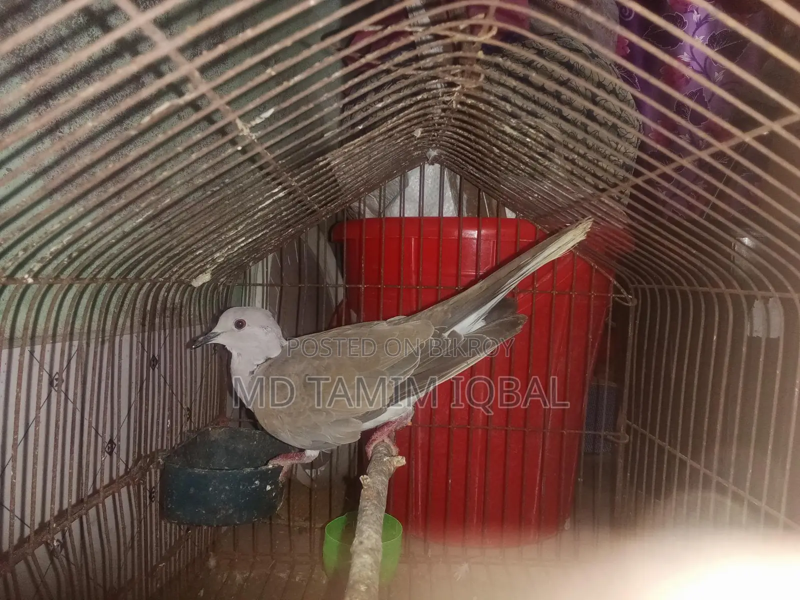 Pigeon Food, Chicks, and an Adult Male Dove