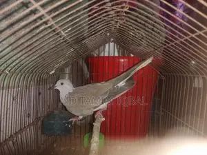 Pigeon Food, Chicks, and an Adult Male Dove