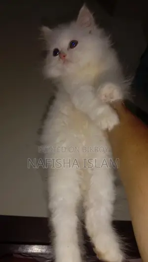 Traditional Persian Male