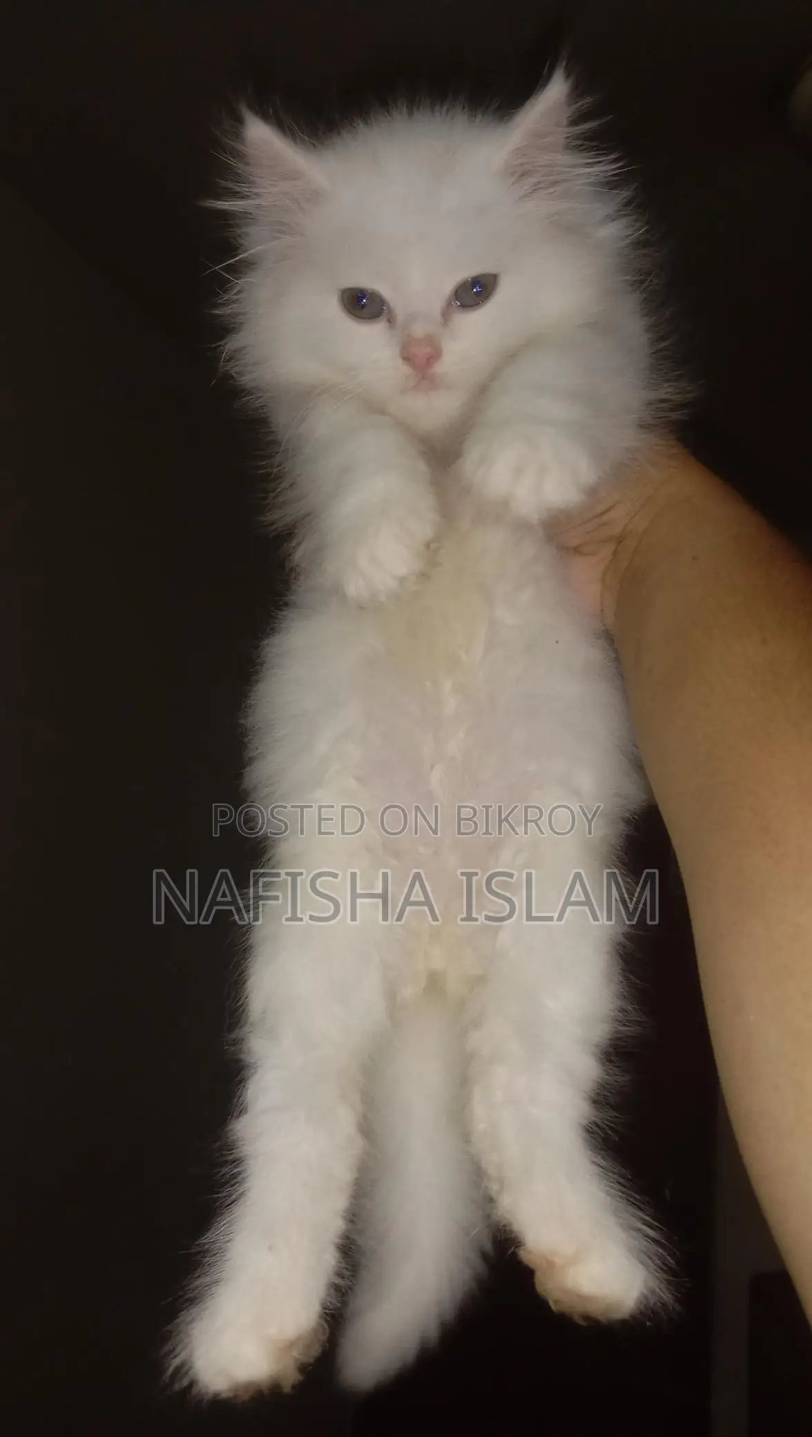 Traditional Persian Male