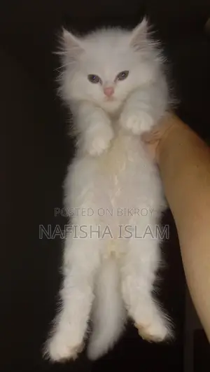 Traditional Persian Male