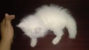 Traditional Persian Male