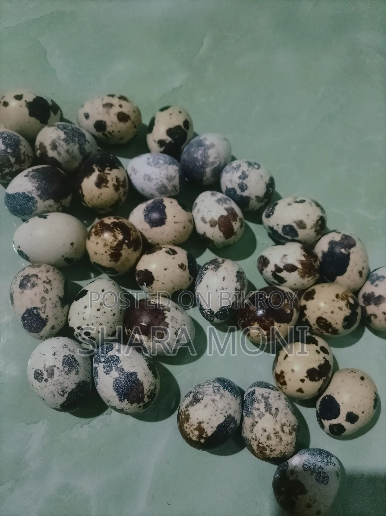 European Giant Coturnix Quail Hatching Eggs