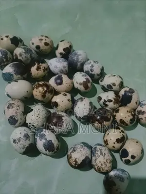 European Giant Coturnix Quail Hatching Eggs