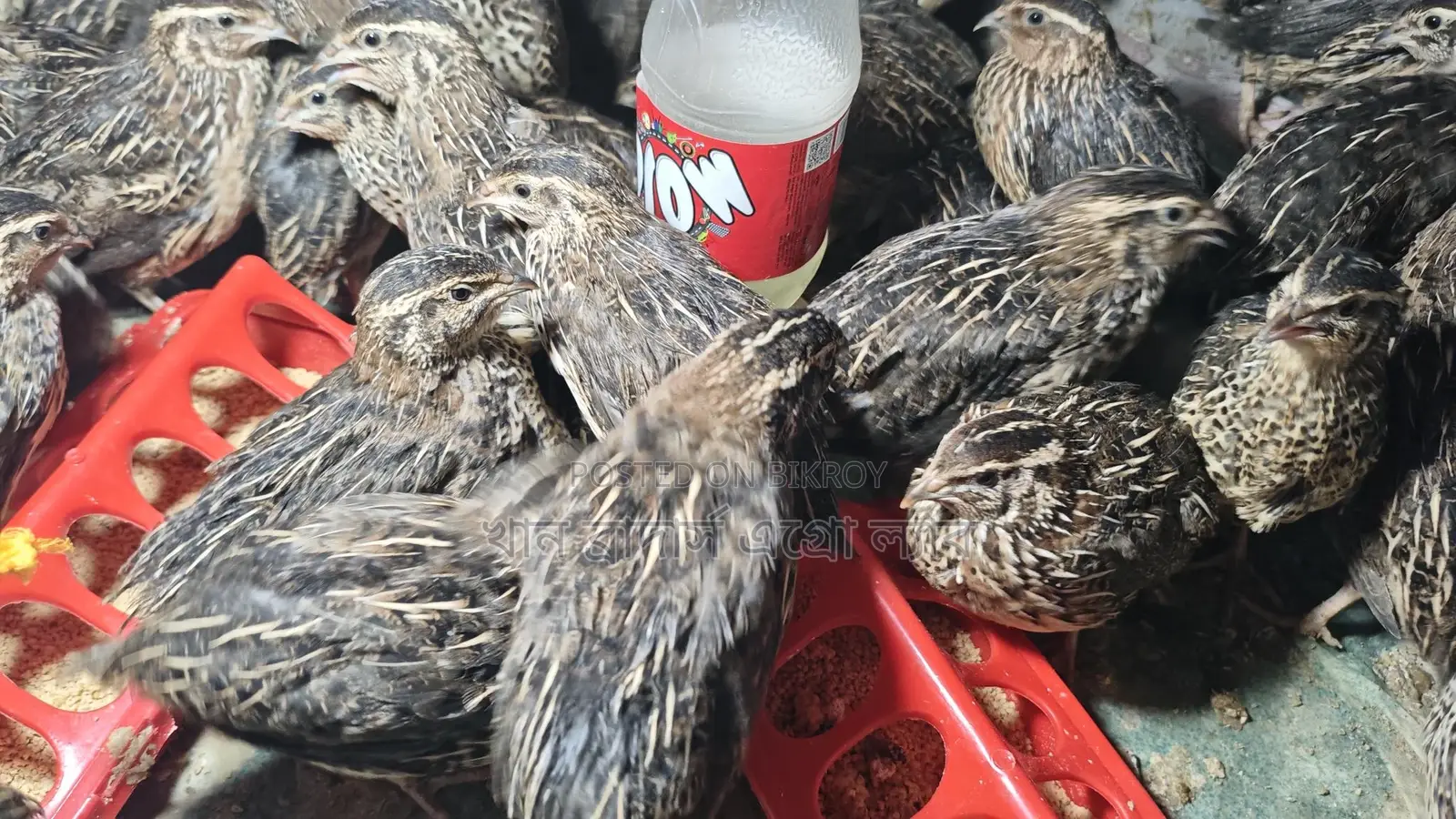 28-day, 25-day, and 20-day old quail birds. (Available all year round)