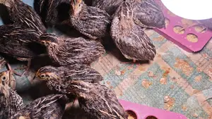 28-day, 25-day, and 20-day old quail birds. (Available all year round)
