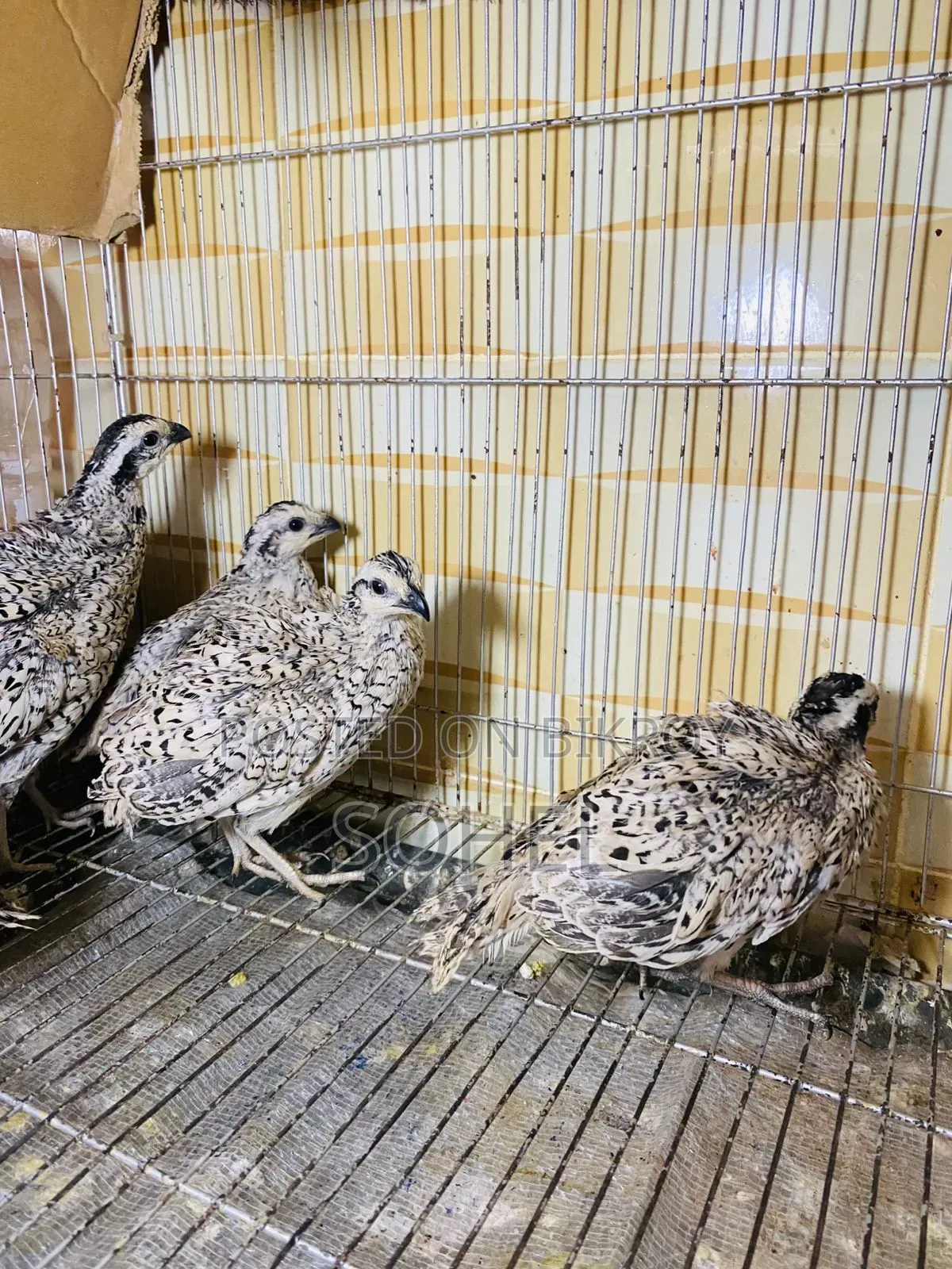 Snowflake Bobwhite Quail