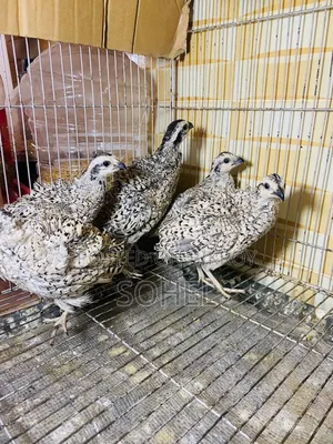Snowflake Bobwhite Quail
