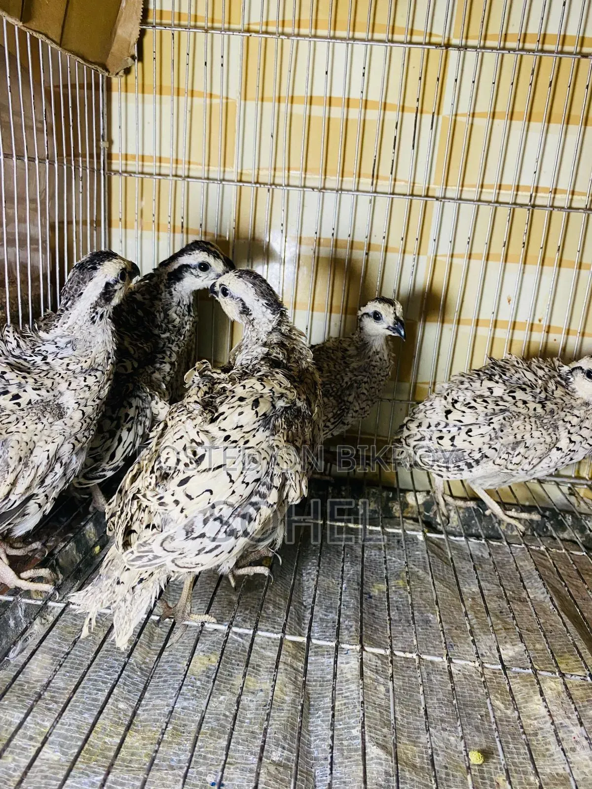 Snowflake Bobwhite Quail