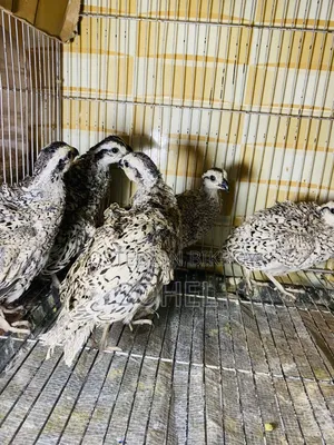 Snowflake Bobwhite Quail