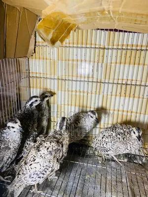 Snowflake Bobwhite Quail