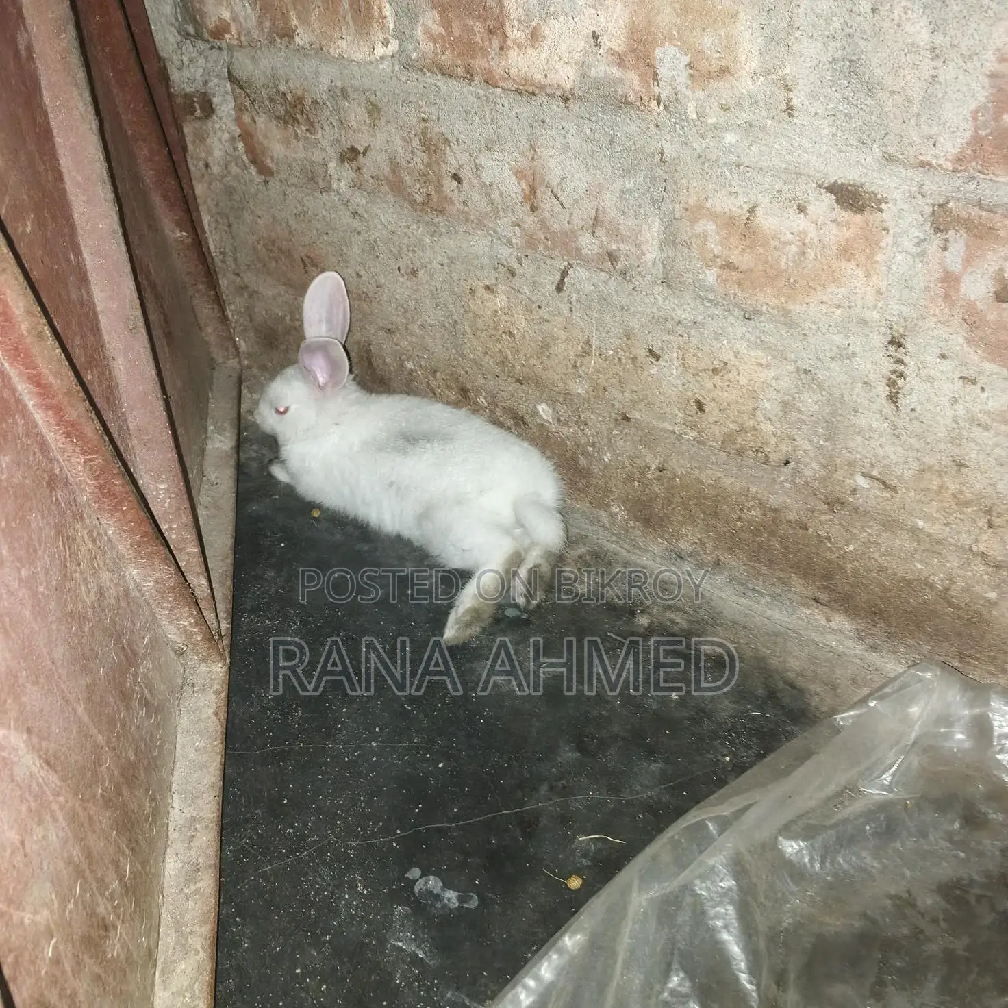 Rabbit for Sale