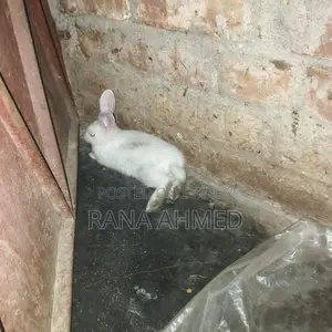 Rabbit for Sale