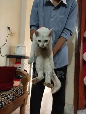 Mixed Persian Seel Post