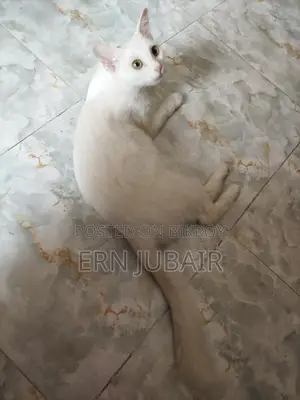 Mixed Persian Seel Post