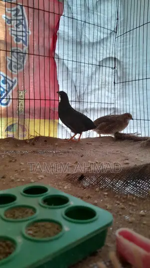 কিং কোয়েল পাখি