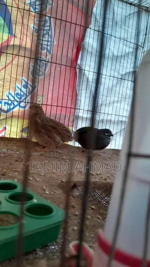 কিং কোয়েল পাখি