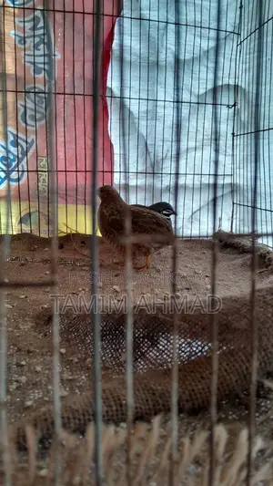 কিং কোয়েল পাখি