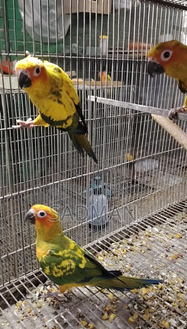 Sun Conure