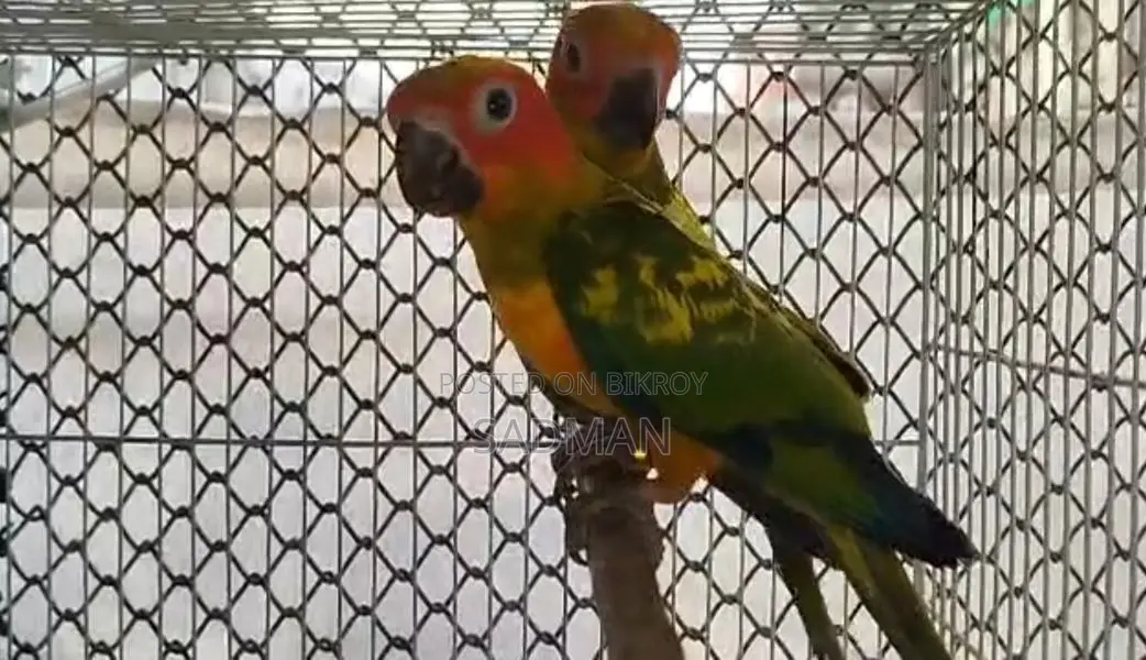 Sun Conure
