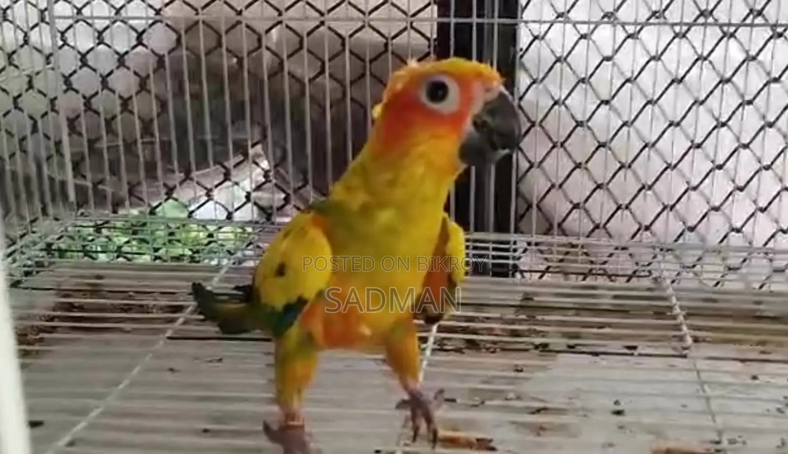 Sun Conure
