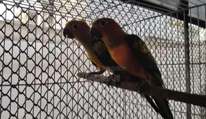 Sun Conure
