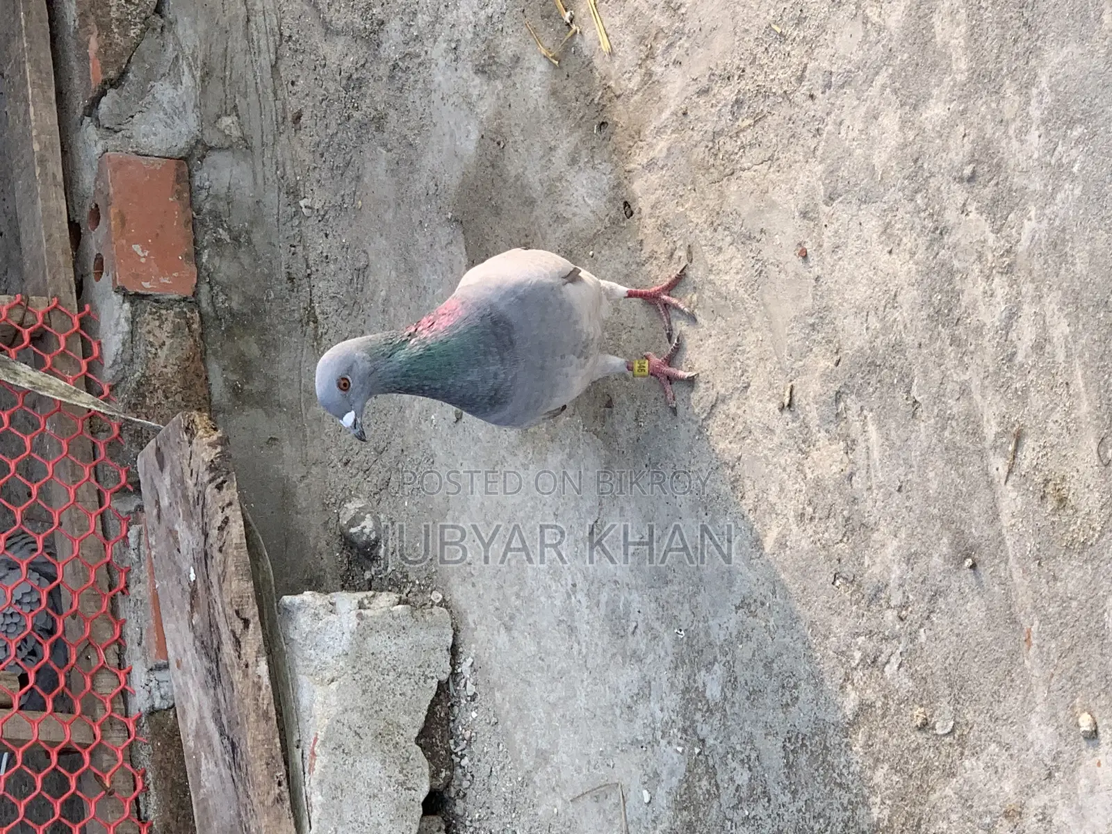 রেসার নর ৬ পর এর