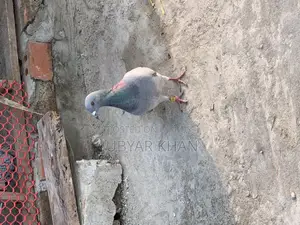 রেসার নর ৬ পর এর