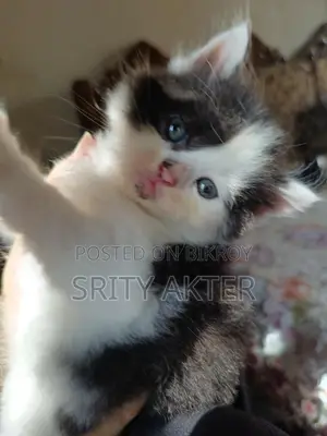 Pure Persian Cat