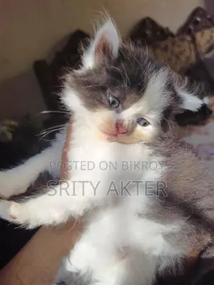 Pure Persian Cat