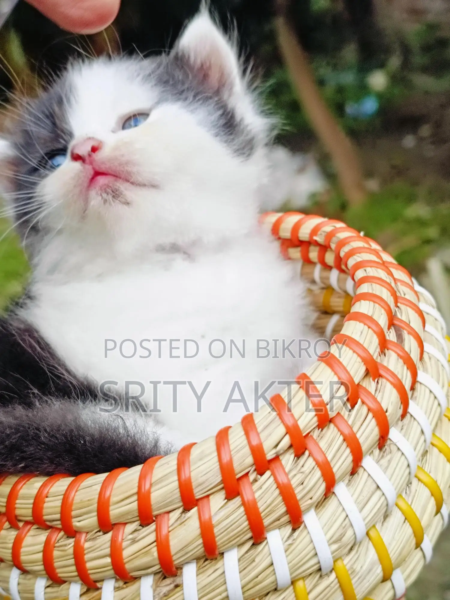 Pure Persian Cat