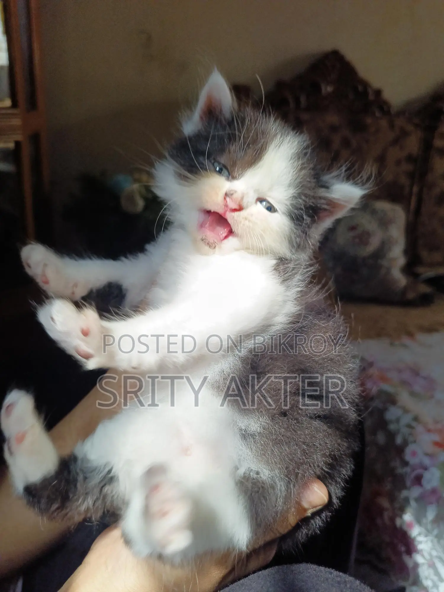 Pure Persian Cat
