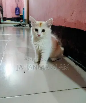পার শিয়ান