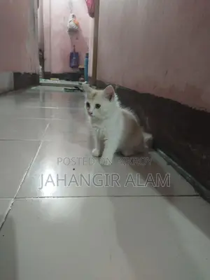 পার শিয়ান
