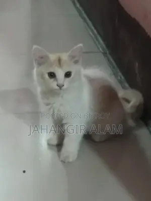 পার শিয়ান